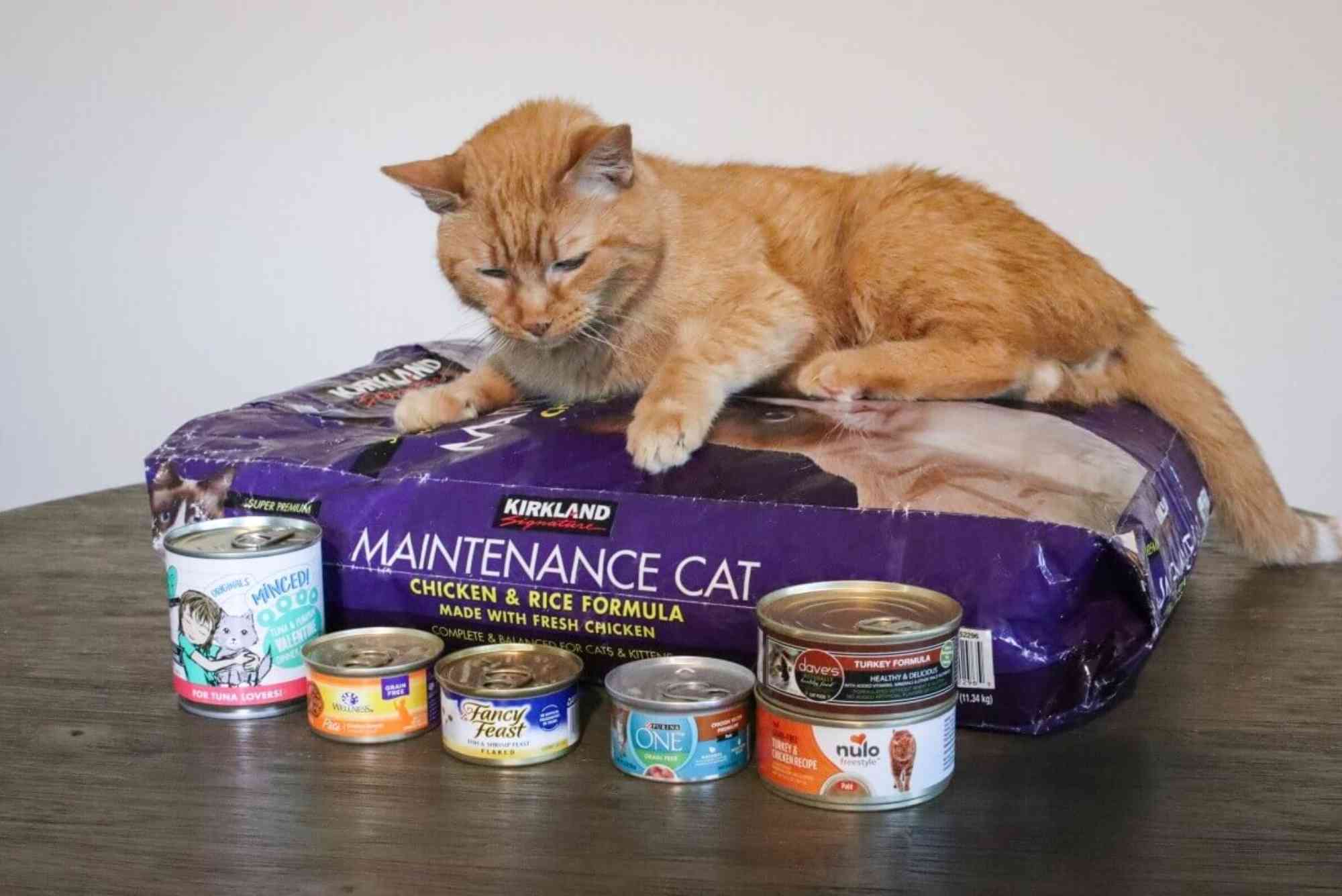 Best Food For Cats With IBS