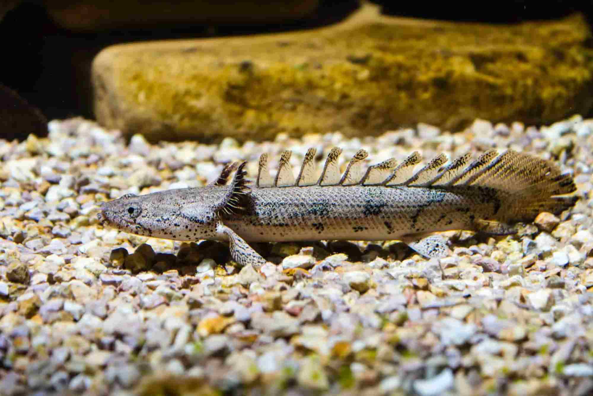 Bichir Fish Food
