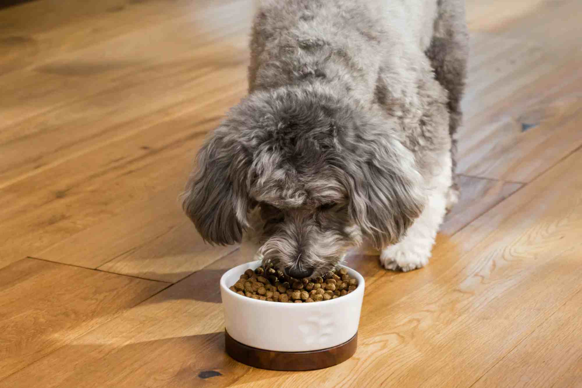 Dog Chow Dog Food Review