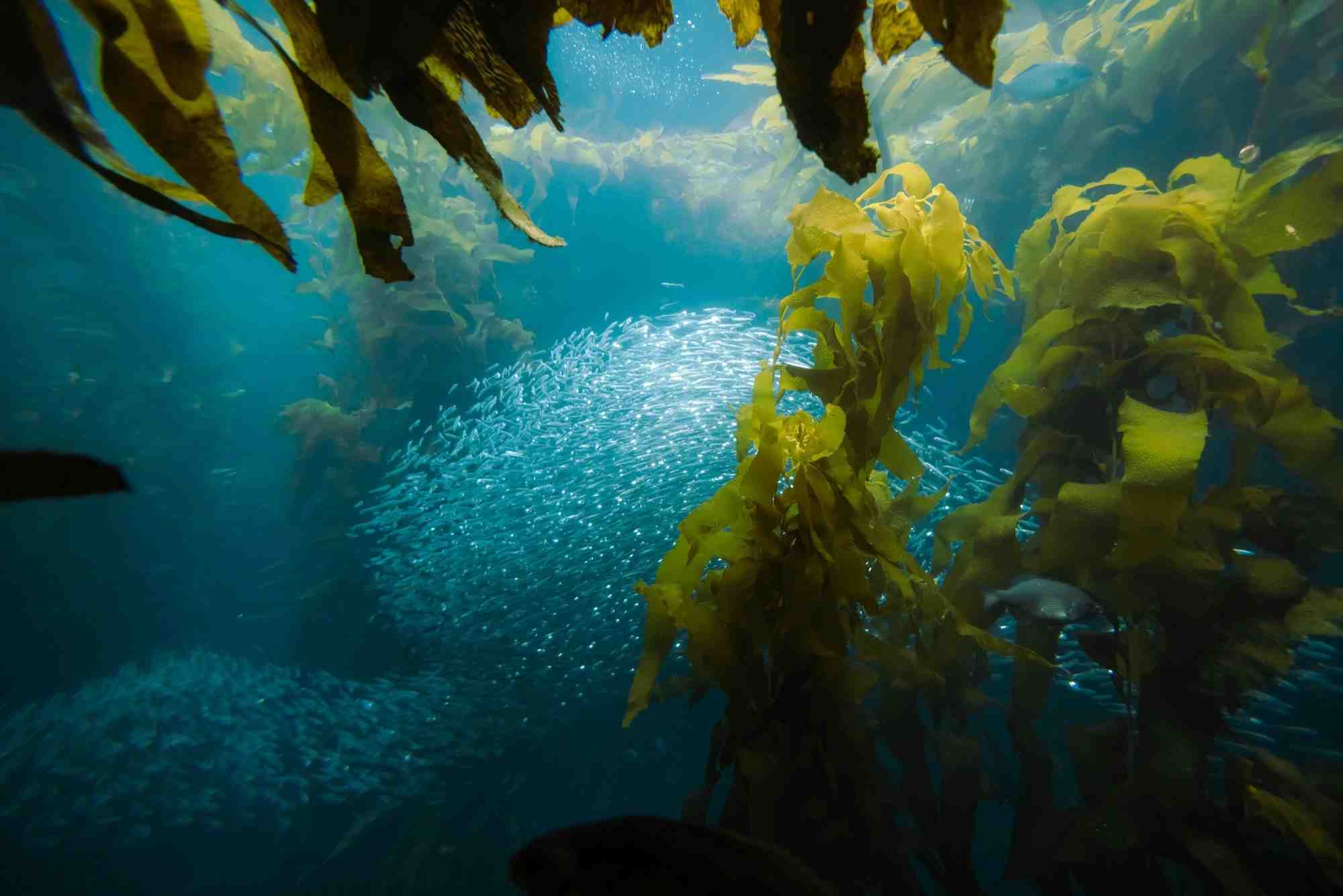 Beautiful Seaweed