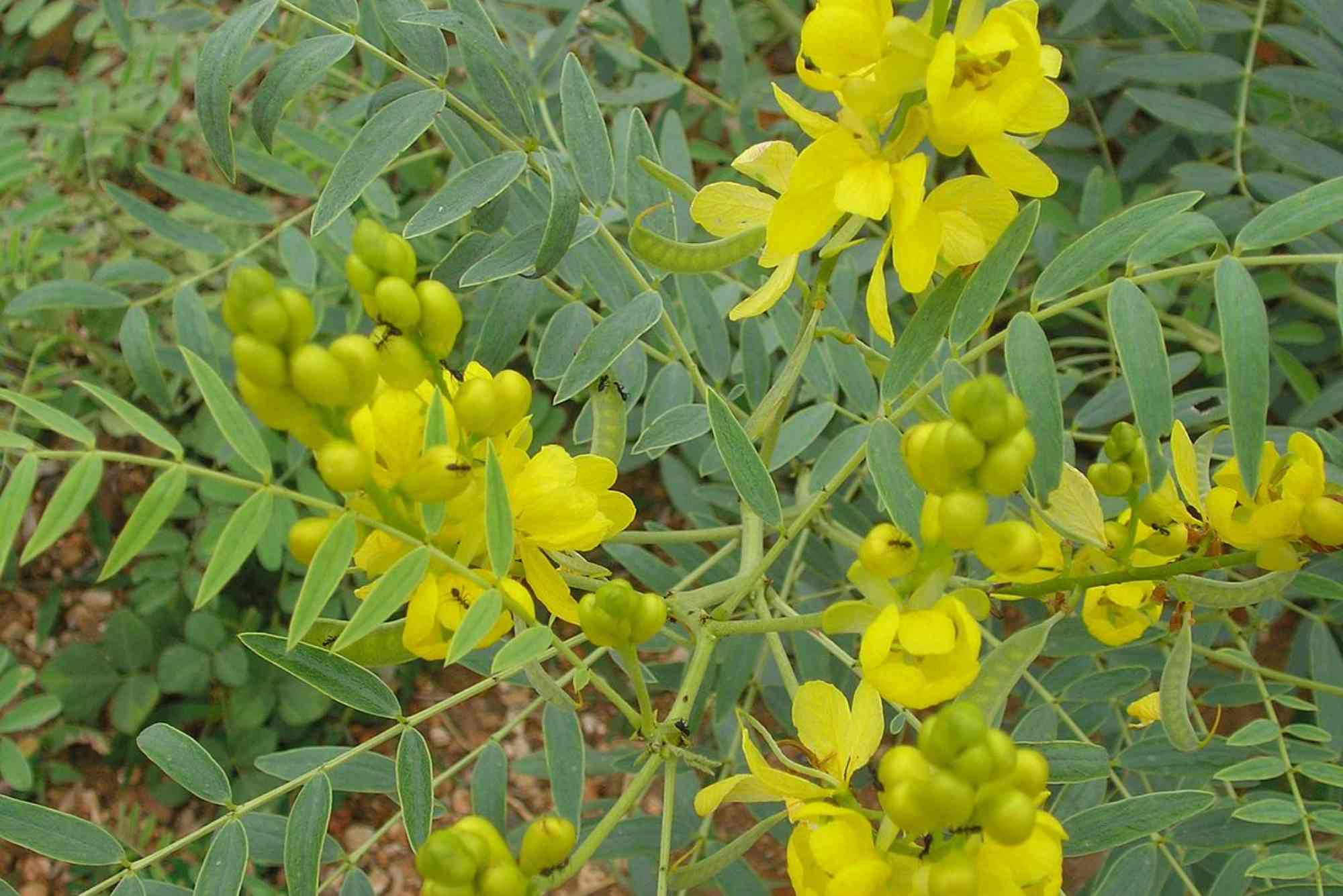 Senna Occidentalis Health Benefits