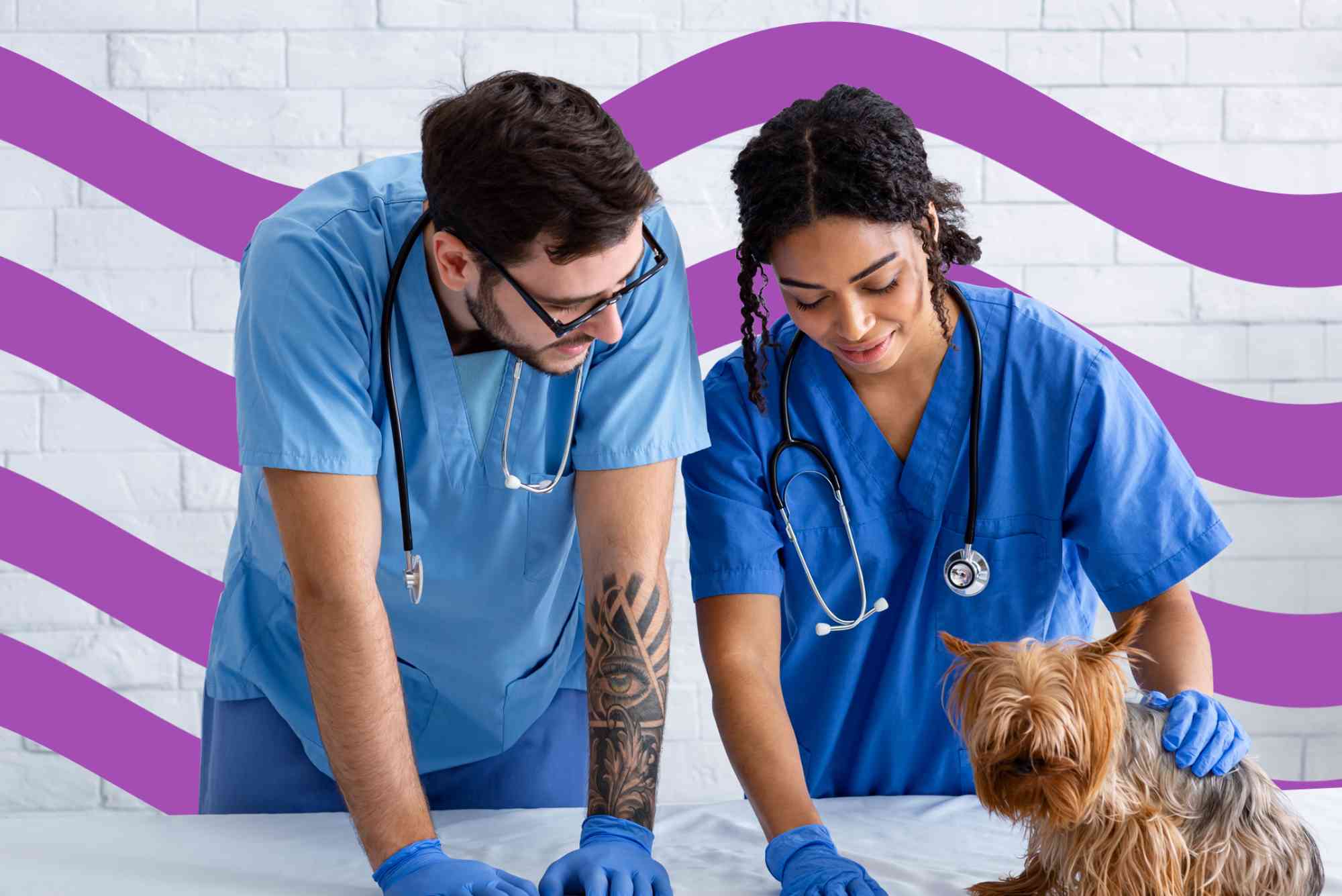 Embrace Pet Insurance Careers